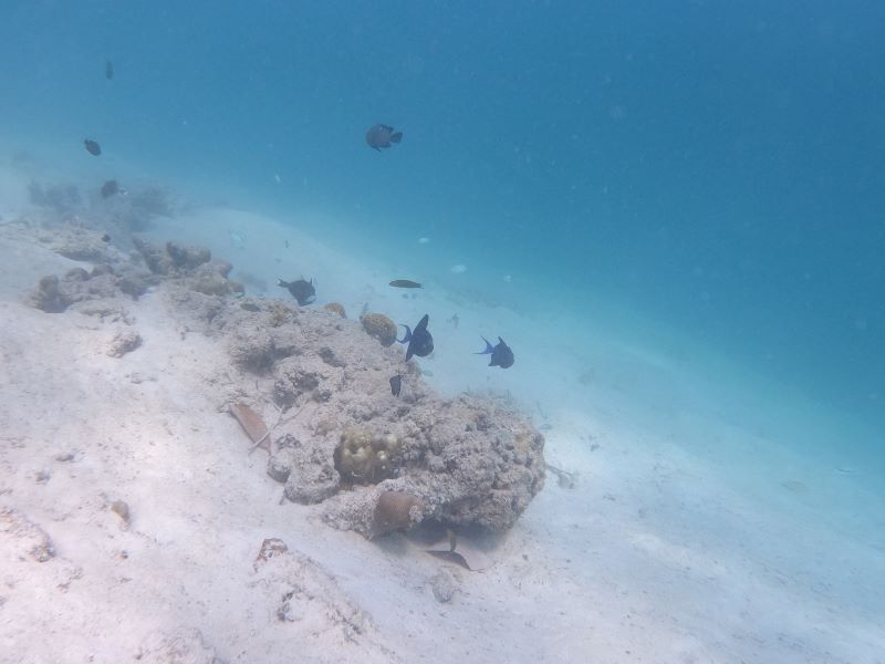 Zoomer sur l'image : Fonds marins à Masilok